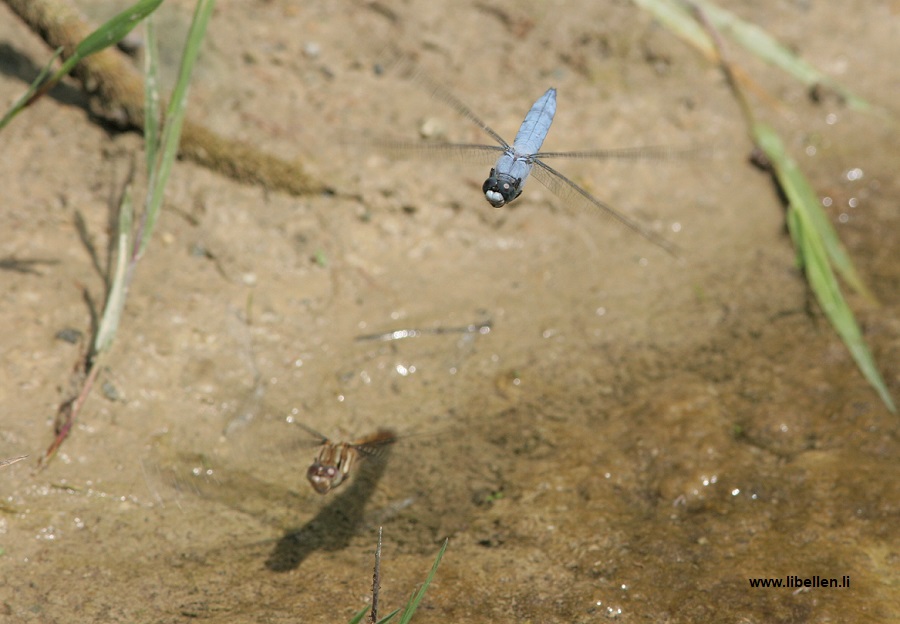 Südlicher Blaupfeil, Männchen bewacht Weibchen bei der Eiablage