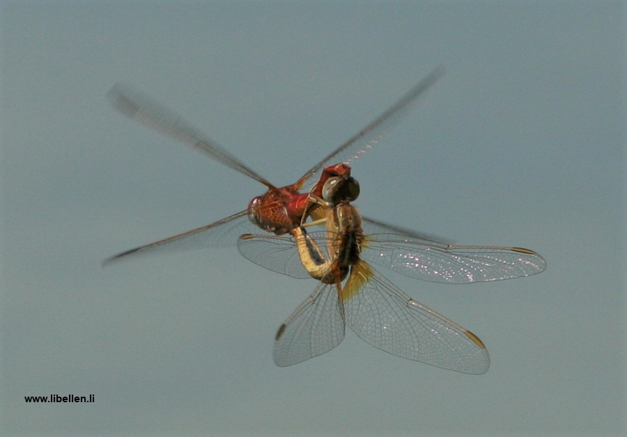 Weibchen der Feuerlibelle im Paarungsrad