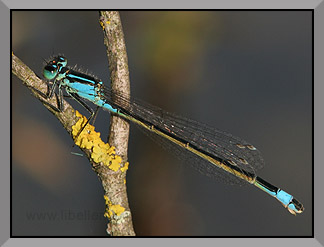 Grosse Pechlibelle, Weibchen (blaue Farbform) von der Seite, klein