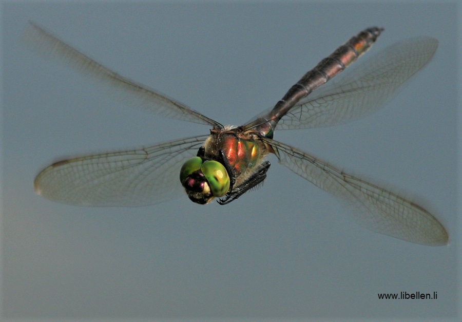 Männchen Glänzende Smaragdlibelle