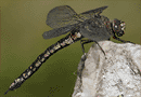 Alpen-Mosaikjungfer, Weibchen