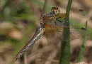 Gefleckte Heidelibelle, Weibchen