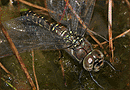 Hochmoor-Mosaikjungfer, Weibchen